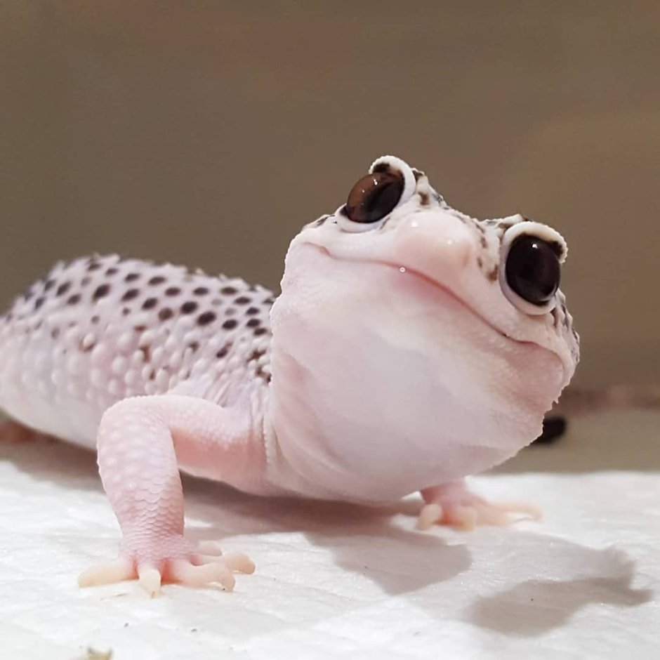 Leopard Gecko Eclipse