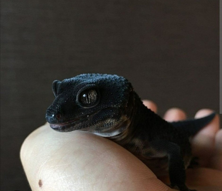 Чёрный эублефар Black Night