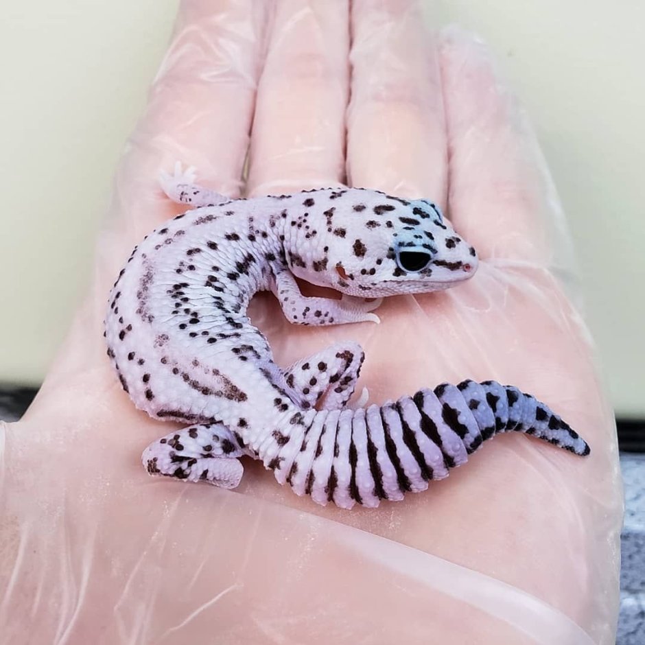 Ящерица эублефар