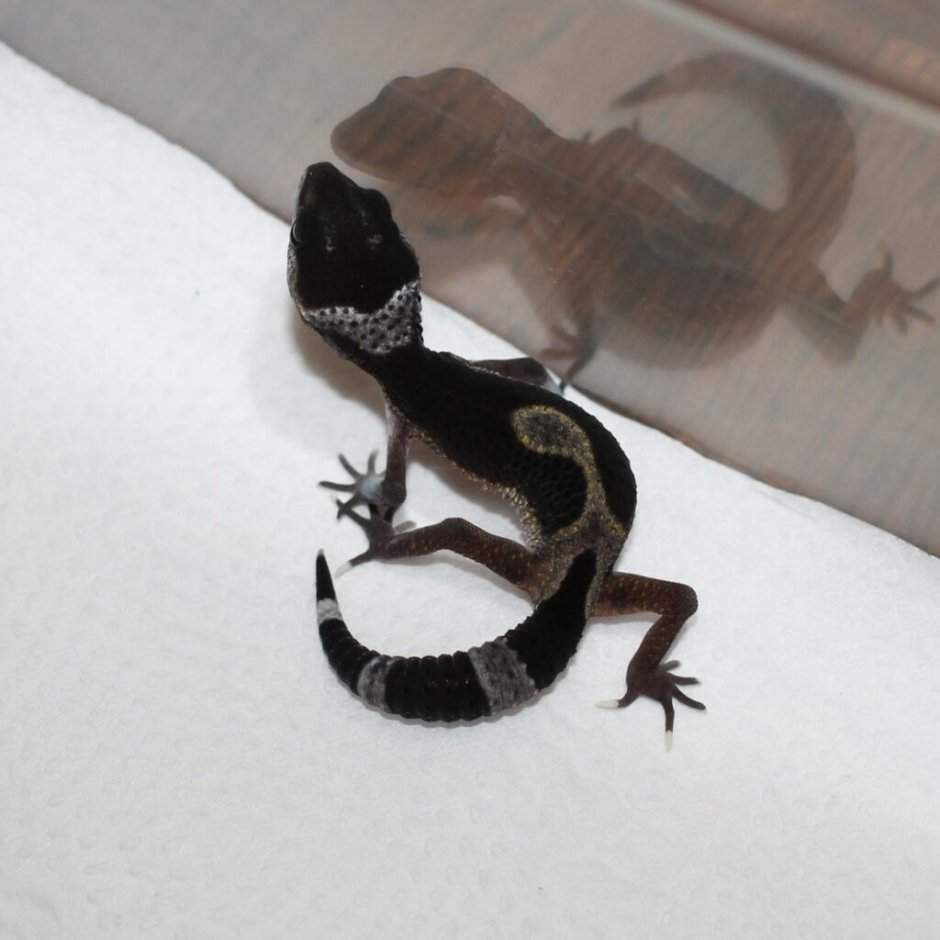 Пятнистый эублефар черный