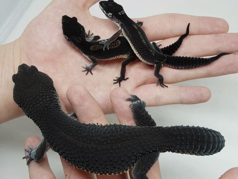 Пятнистый эублефар черный