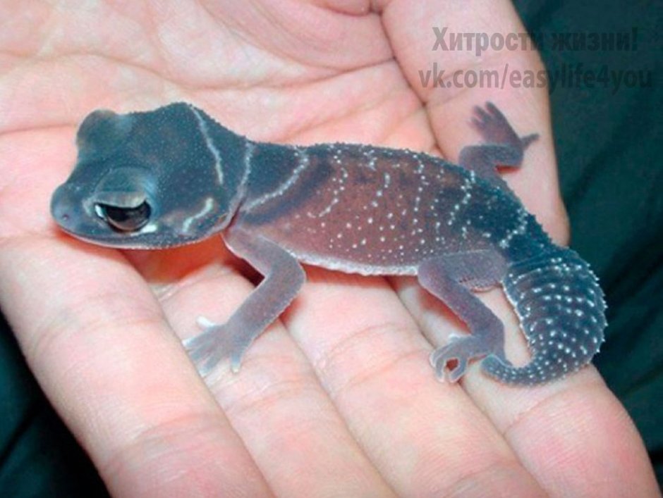 Эублефар улыбается