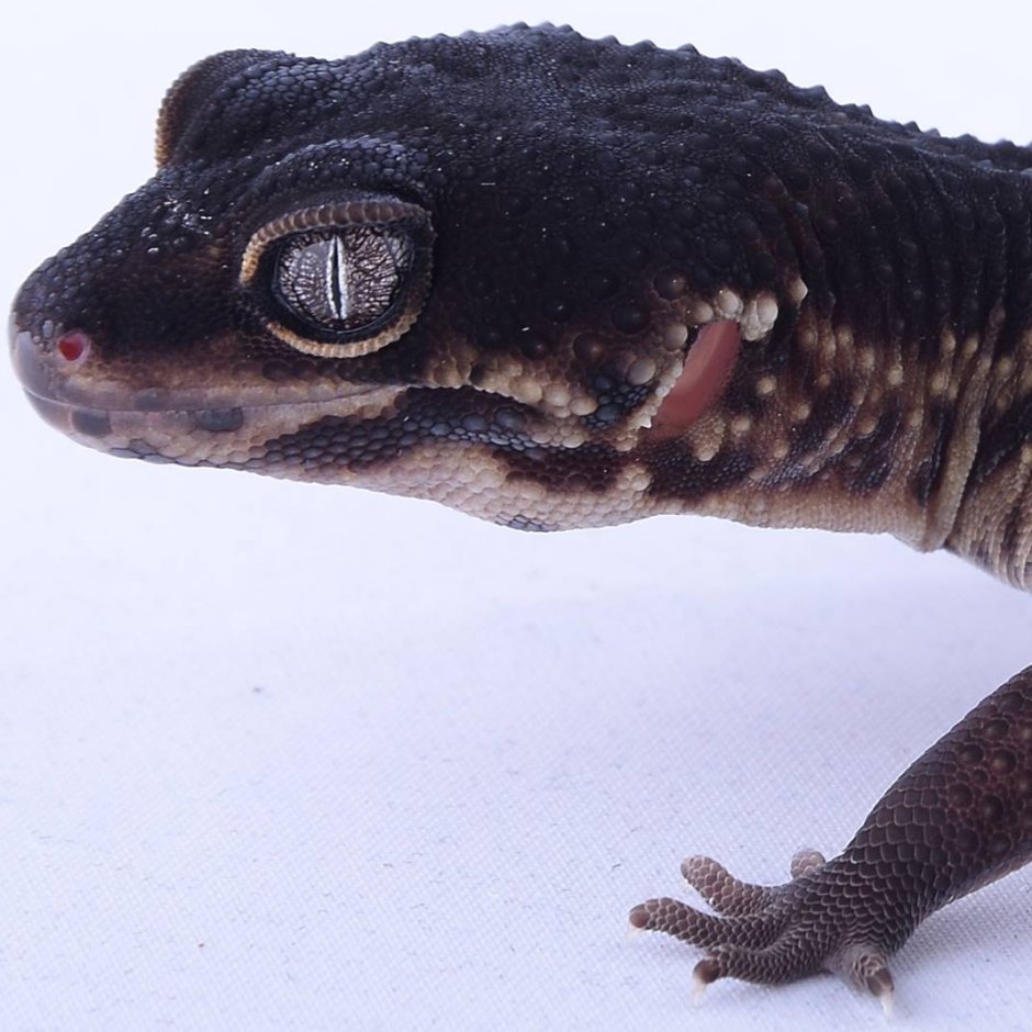 Эублефар Блэк Найт