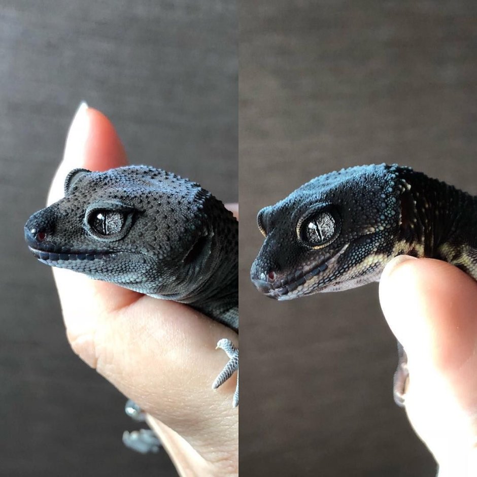 Геккон эублефар черный