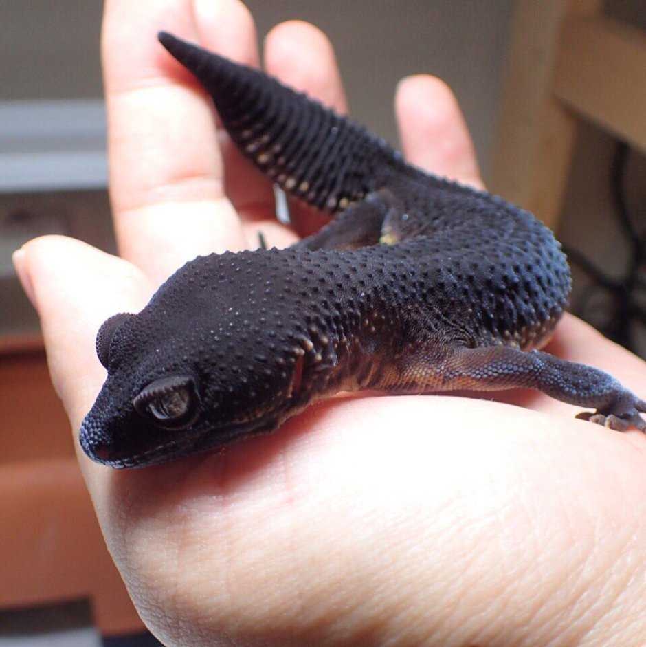 Чёрный эублефар Black Night