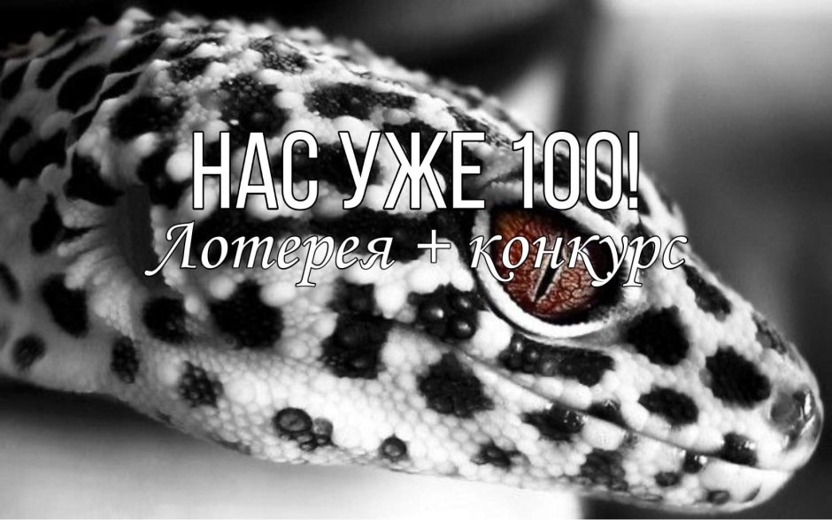 Пятнистый леопардовый эублефар