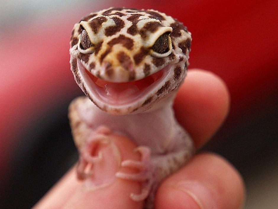 Ящерица эублефар розовая