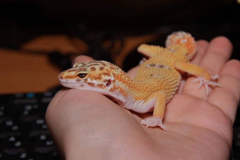 Геккон бананоед черный