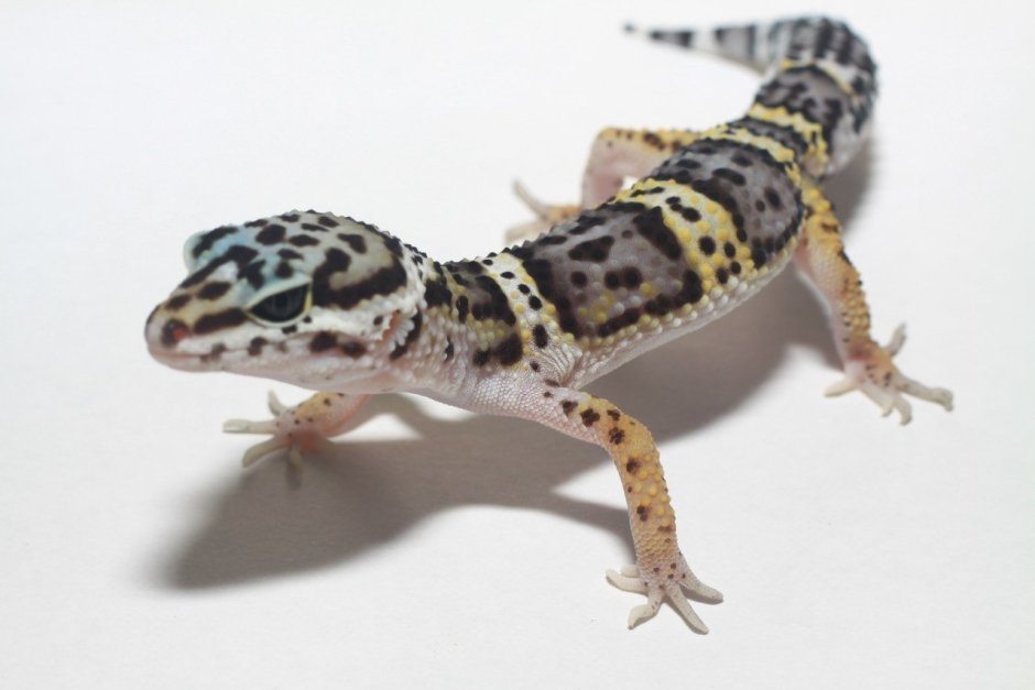 Геккон эублефар улыбается