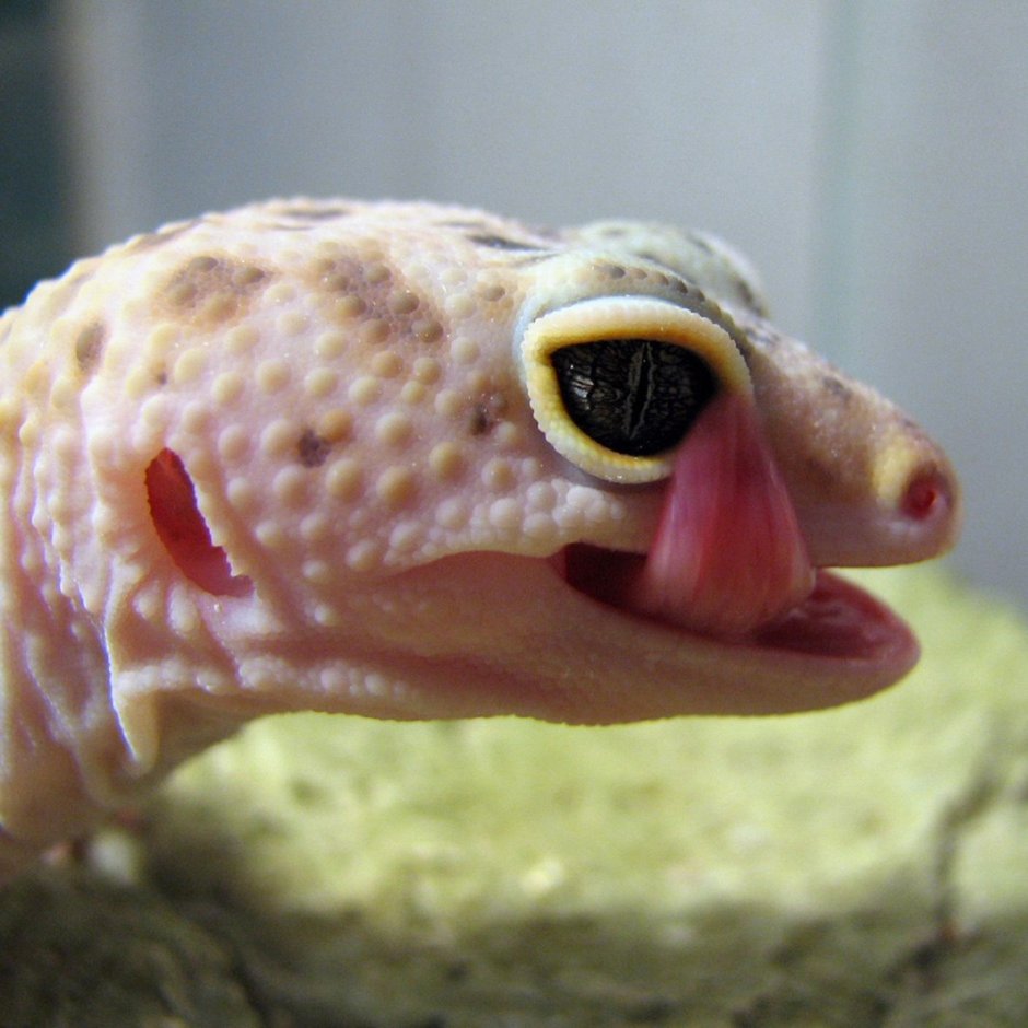 Эублефар улыбается