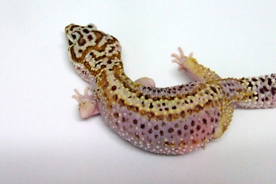 Эублефар Хардвика