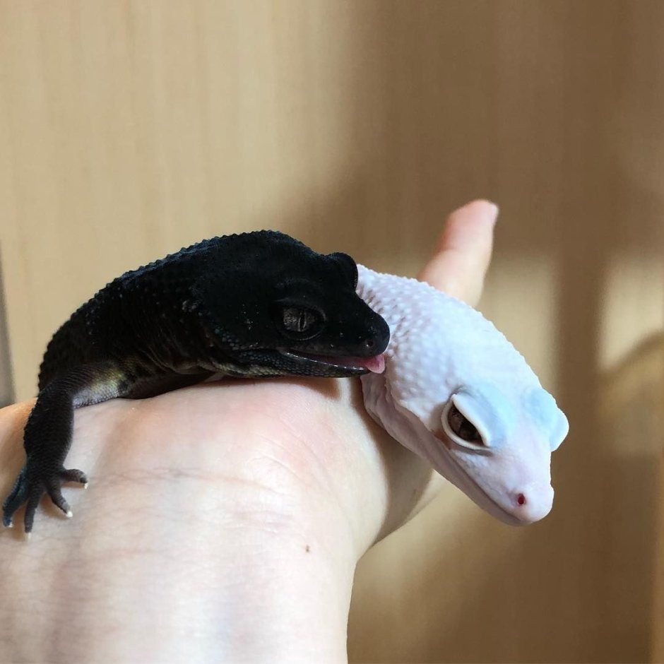 Эублефар Блэк Найт