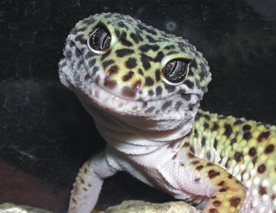 Геккон голубой эублефар