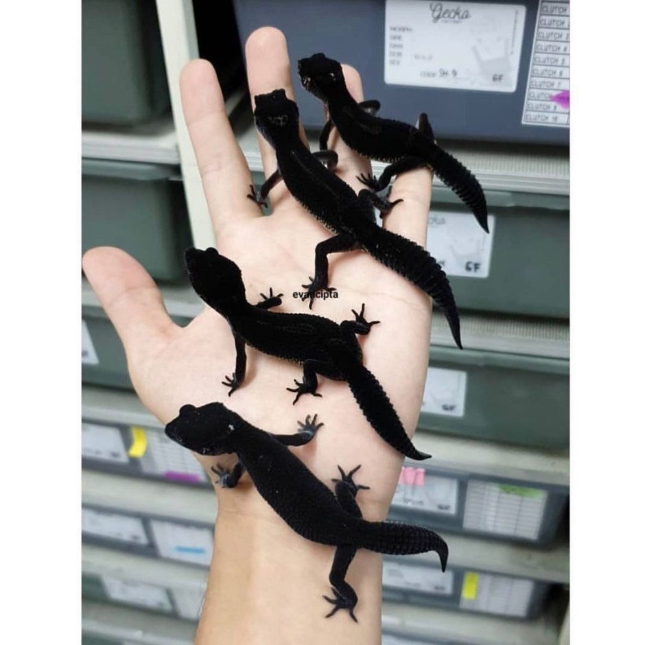 Black Snow эублефар