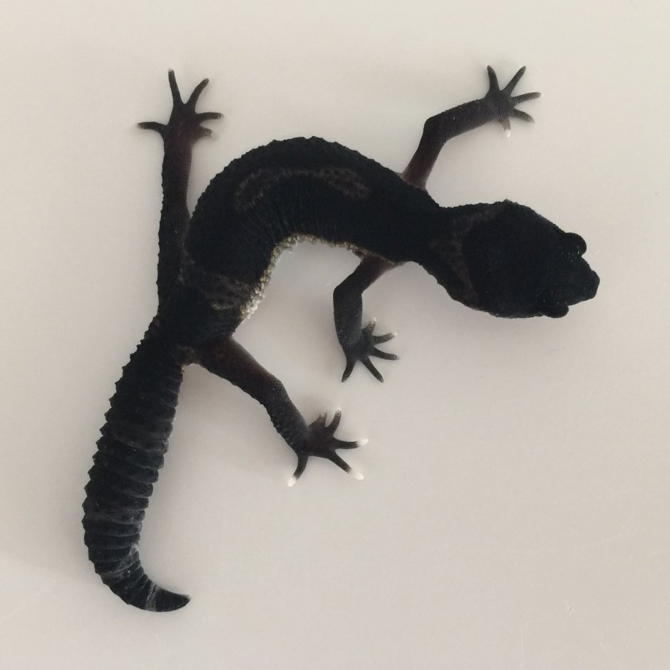 Чёрный эублефар Black Night