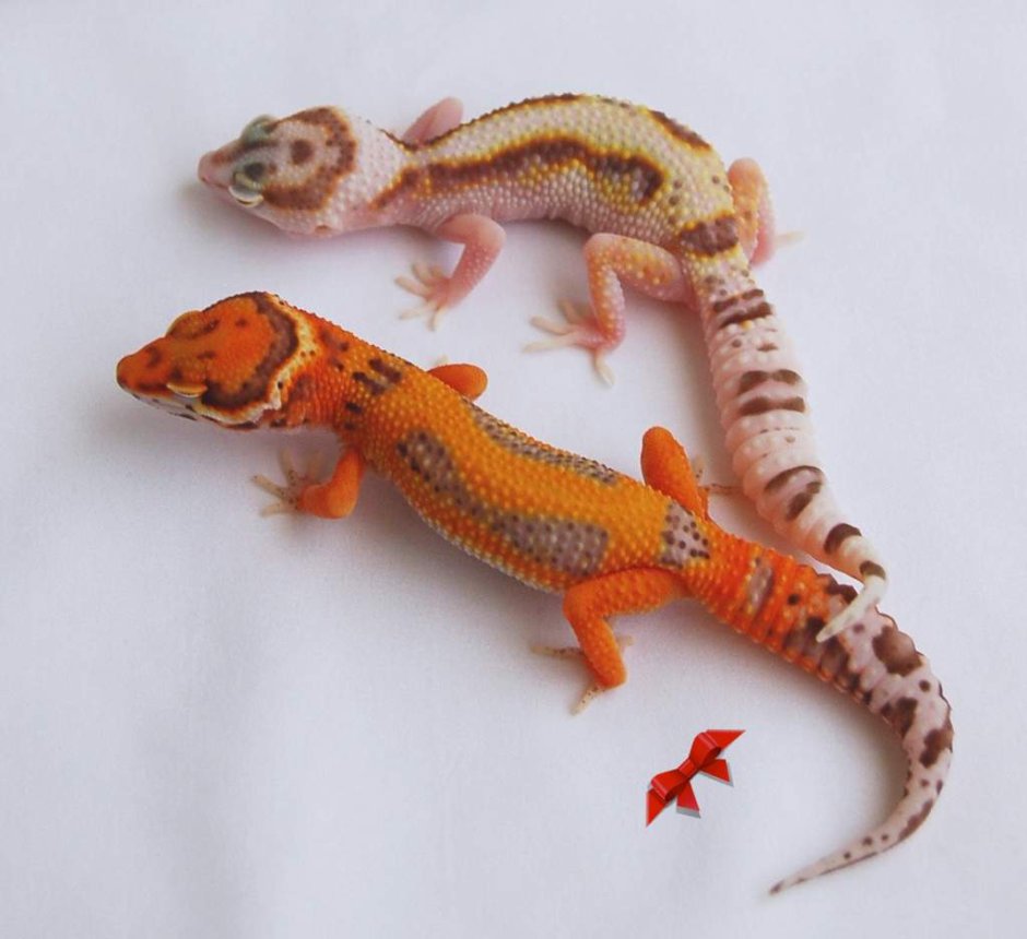 Геккон эублефар улыбается