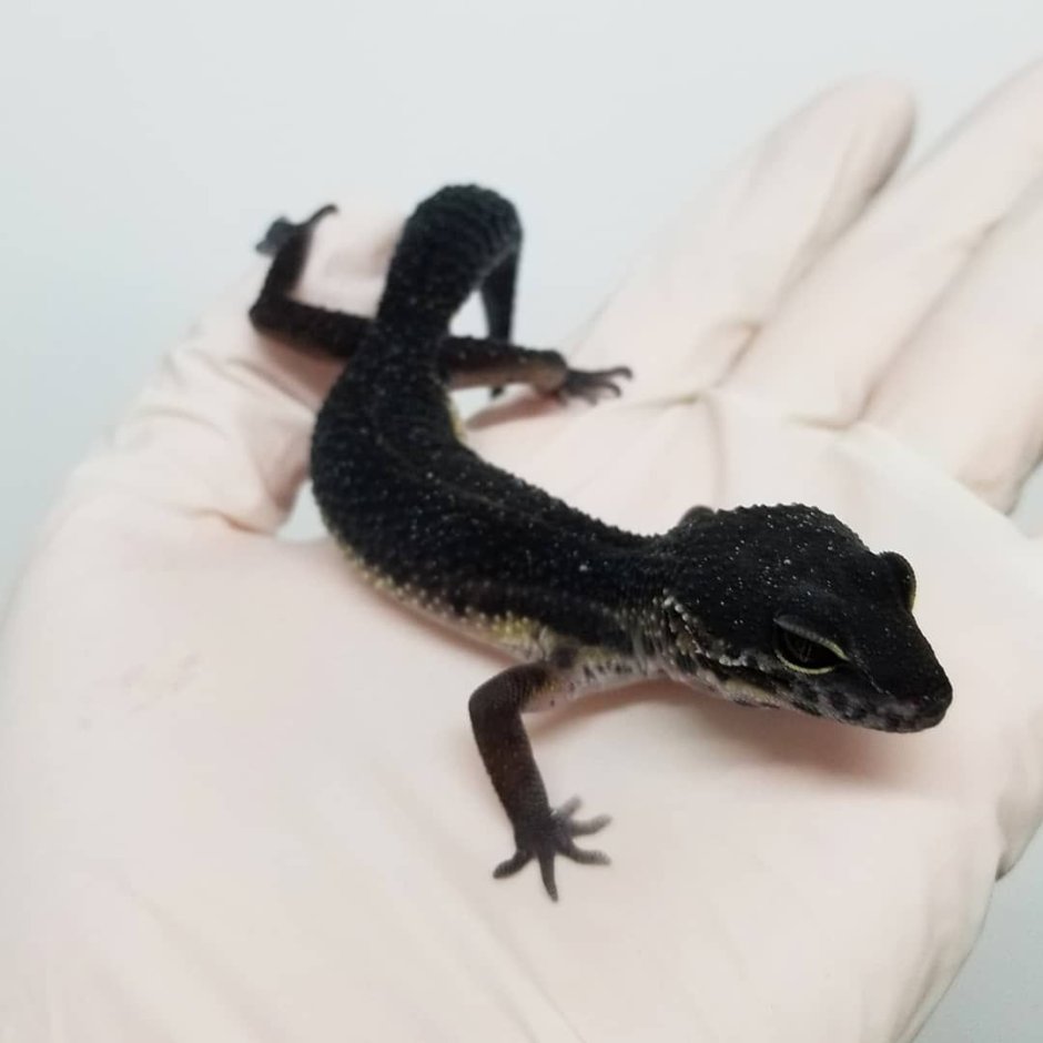 Эублефар черный