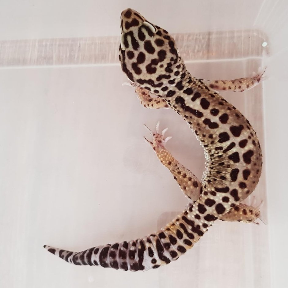 Ящерица эублефар