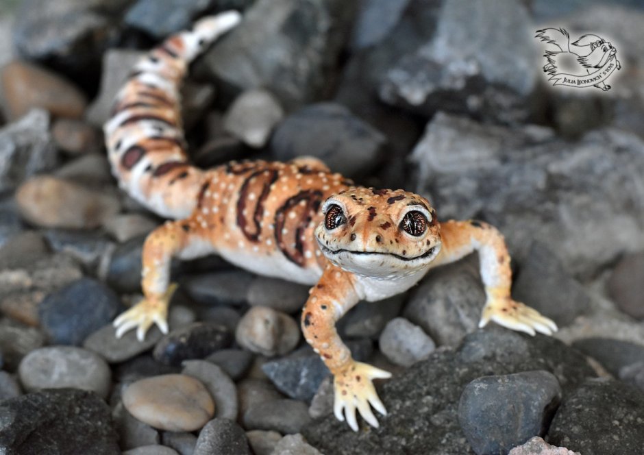 Геккон эублефар полосатый