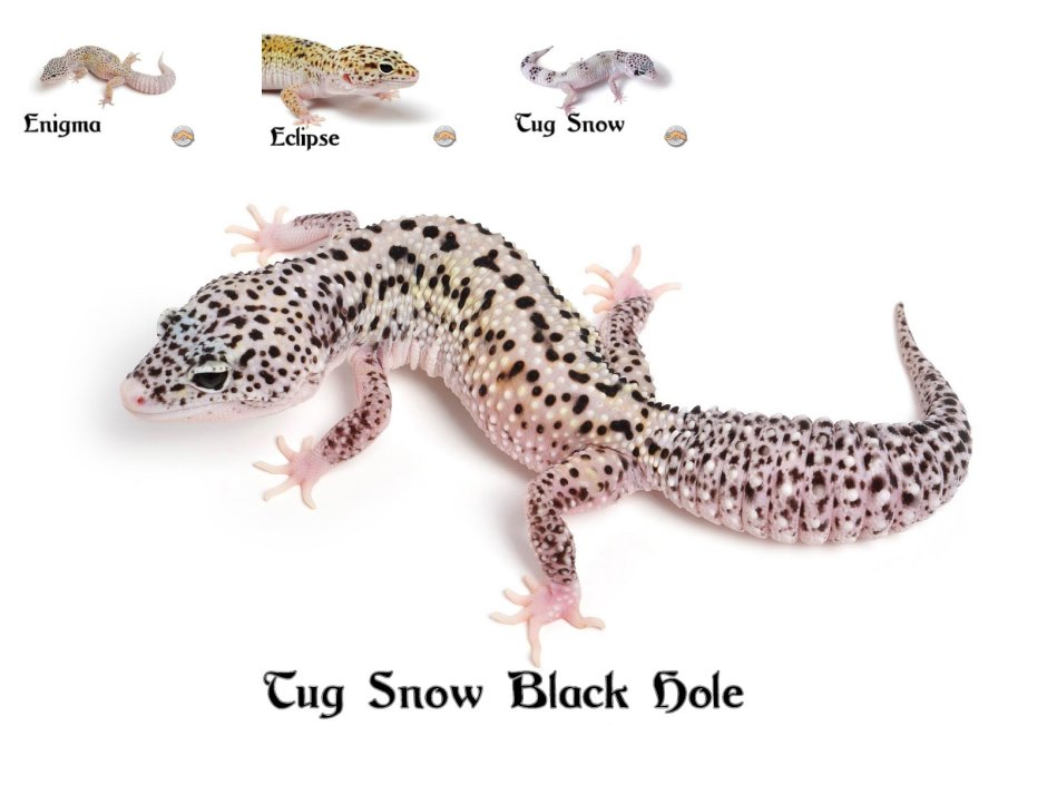 Ящерица геккон эублефар