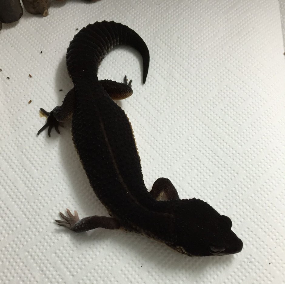 Милый геккончик черный