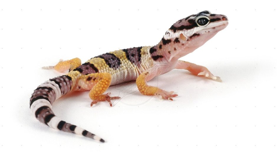 Домашняя ящерица эублефар