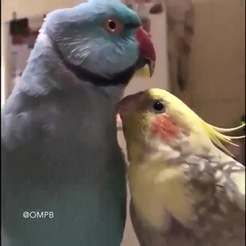 Любовь попугаев