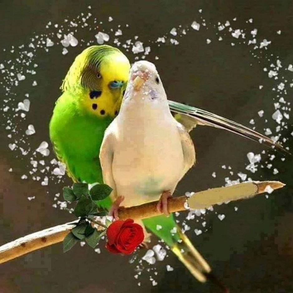 Птица любви