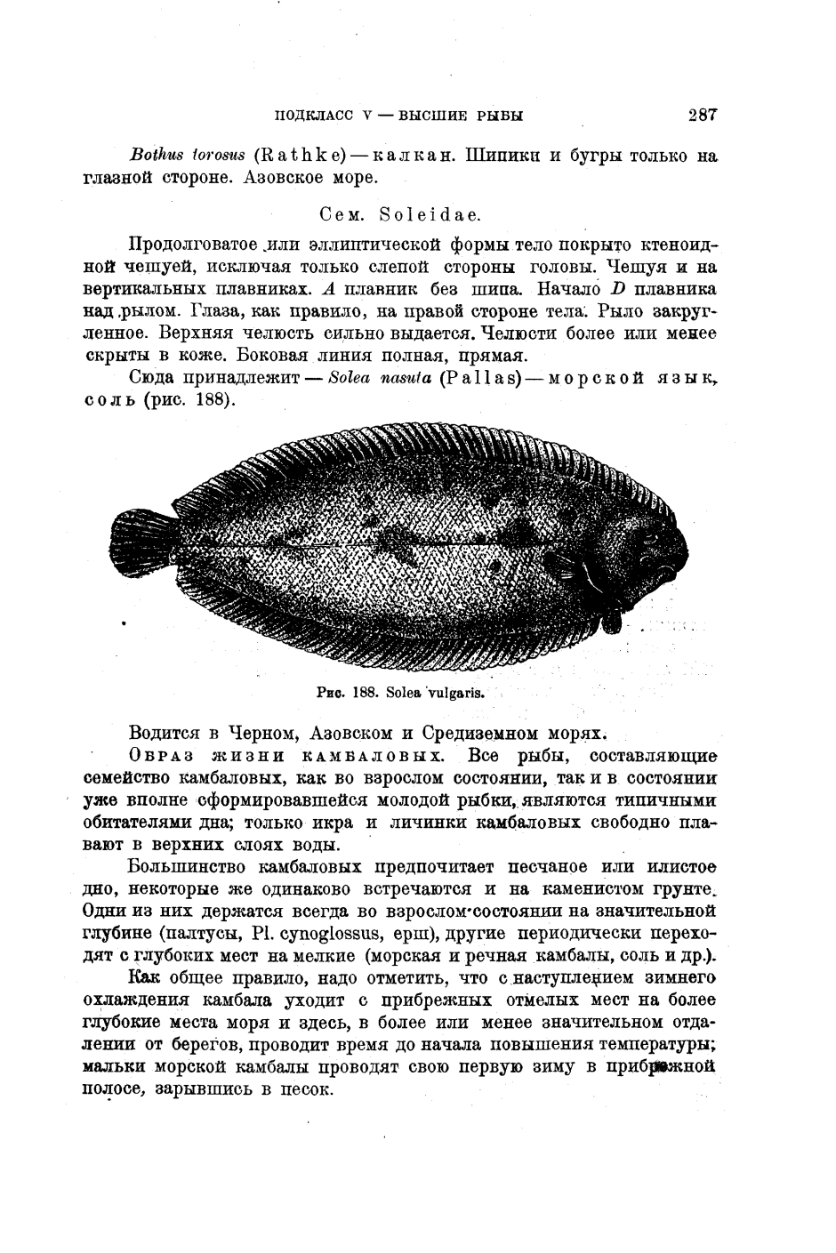 Лиманда рыба