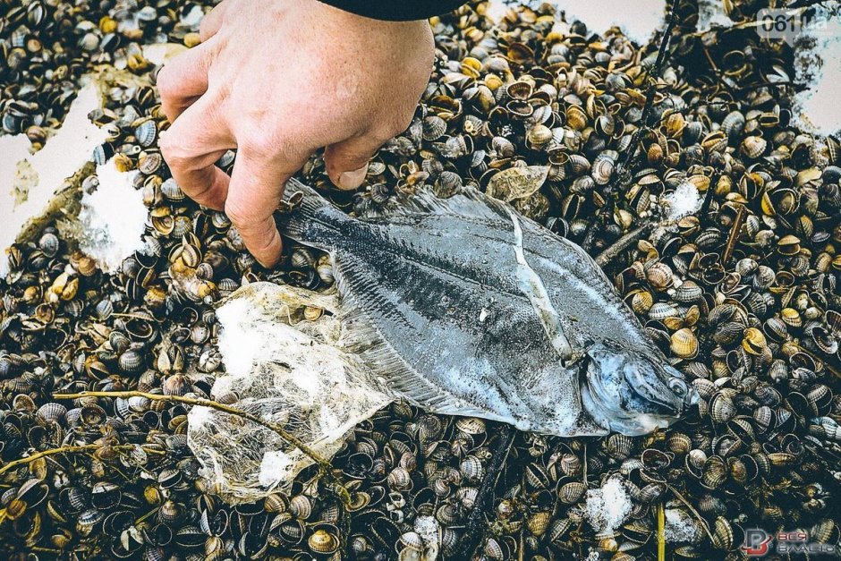 Камбала Азовского моря