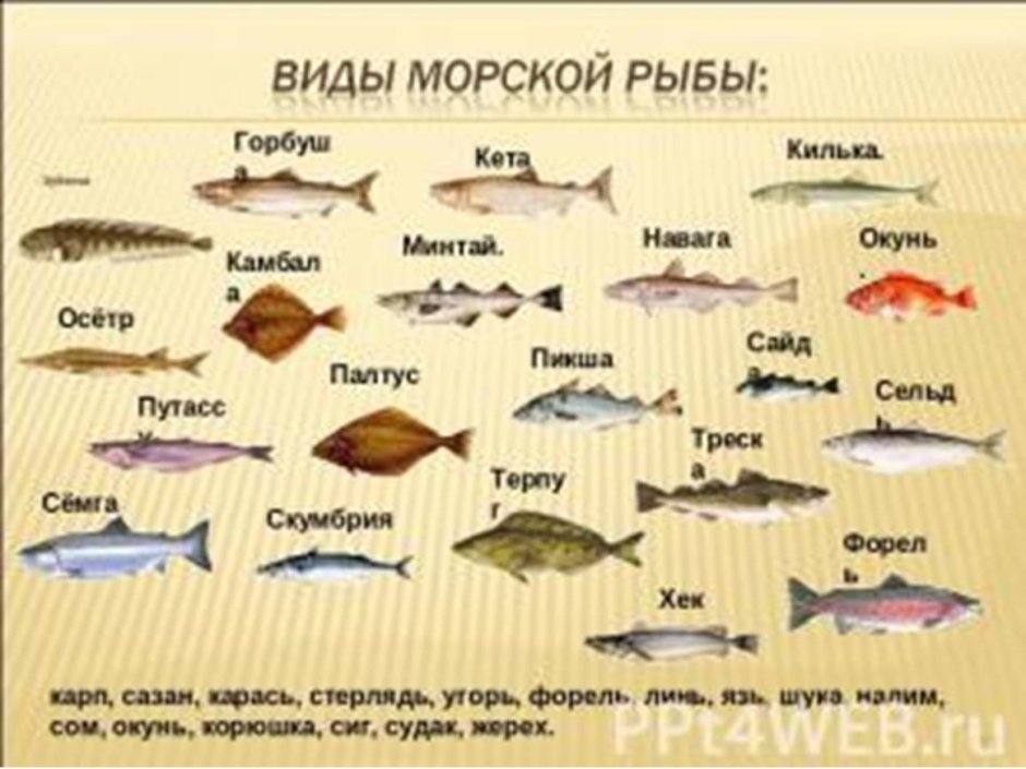 Камбала одноглазая