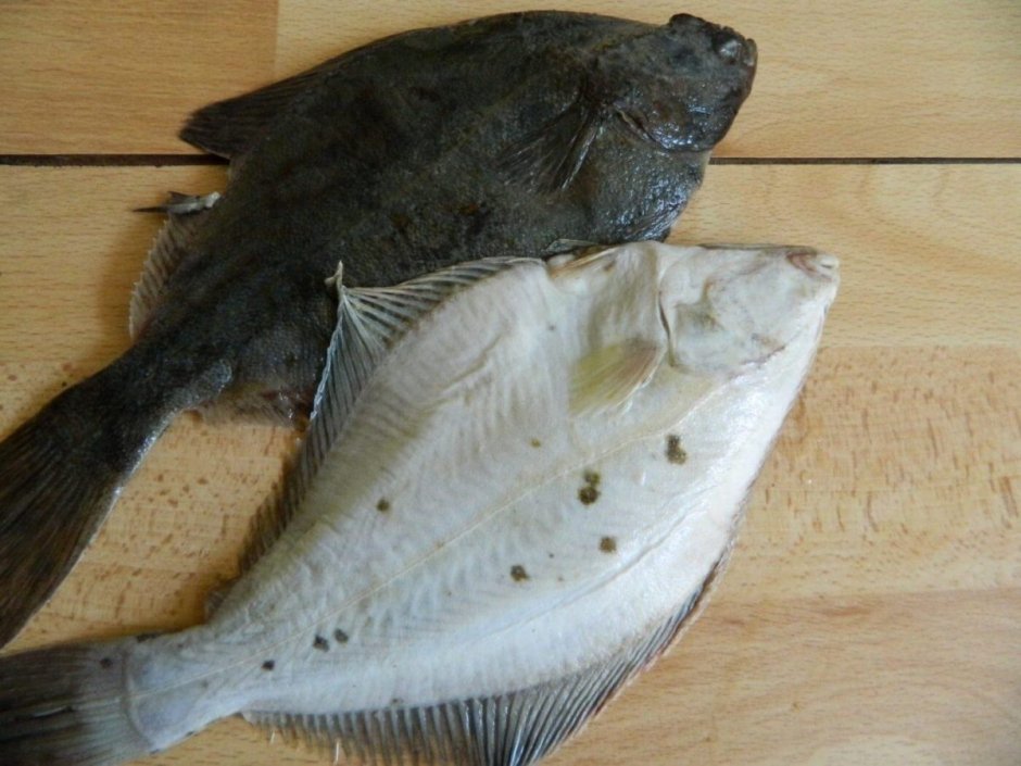 Виды морской рыбы для еды фото и названия
