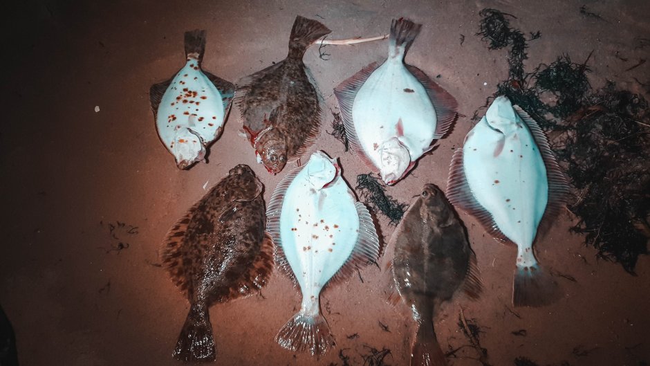 Снасти на камбалу в Балтийском море
