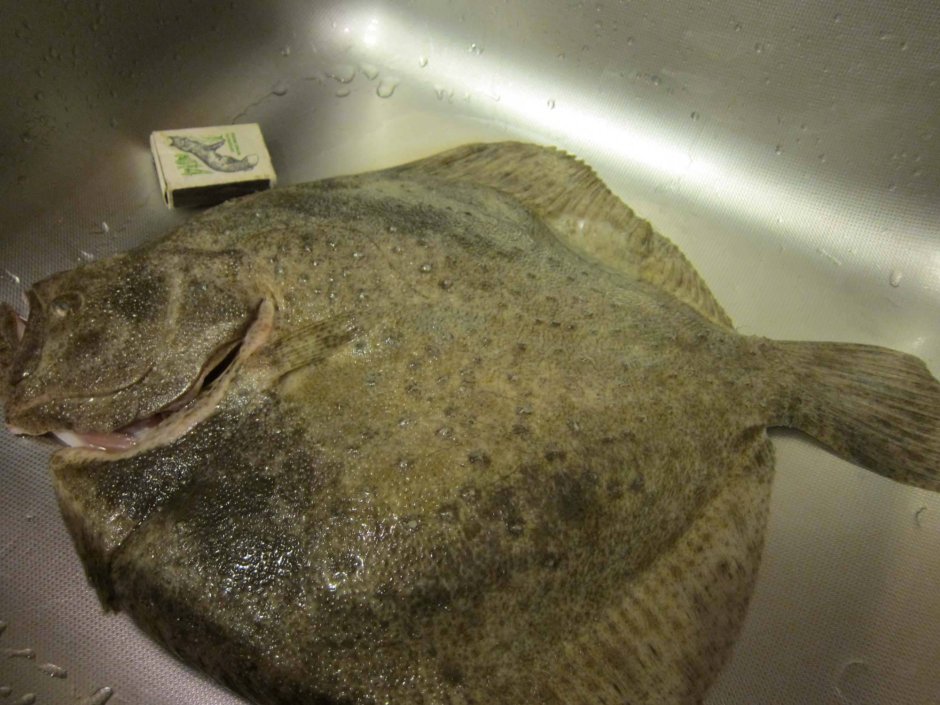Камбала Охотского моря