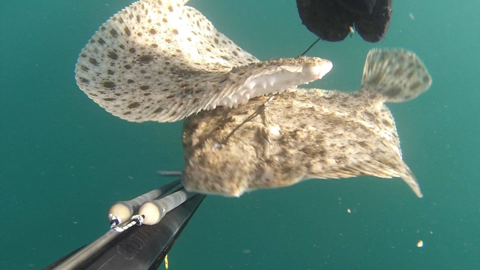 Камбала глосса в черном море