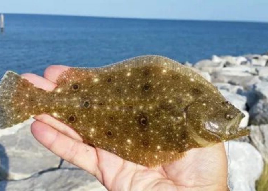 Камбала азовского моря