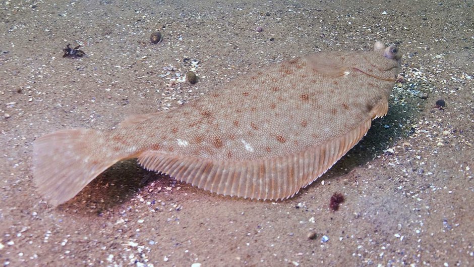 Карта глубин Азовского моря