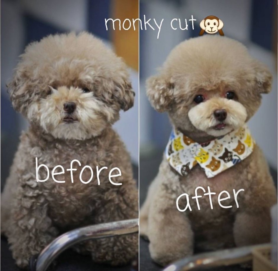 Silver Toy Poodle Puppy