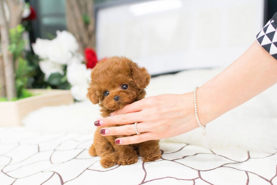 Teacup Teddy Poodle (Тикап Тедди)