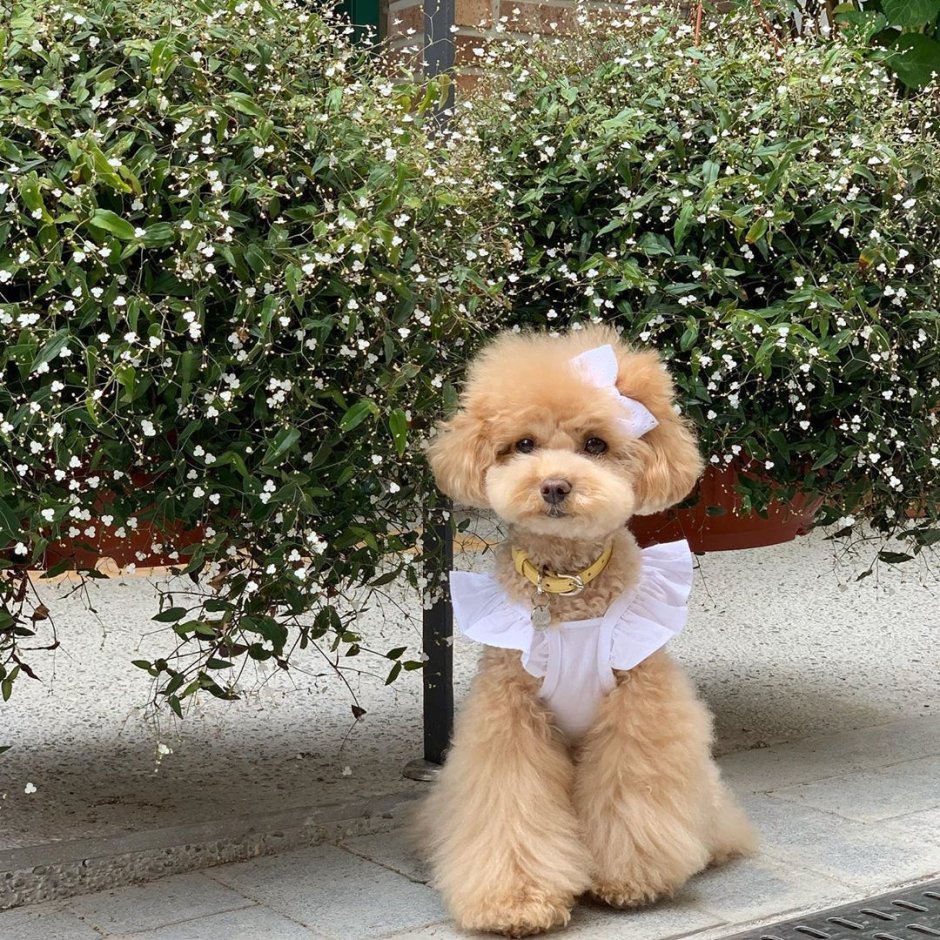 Teddy Bear Dog Breed