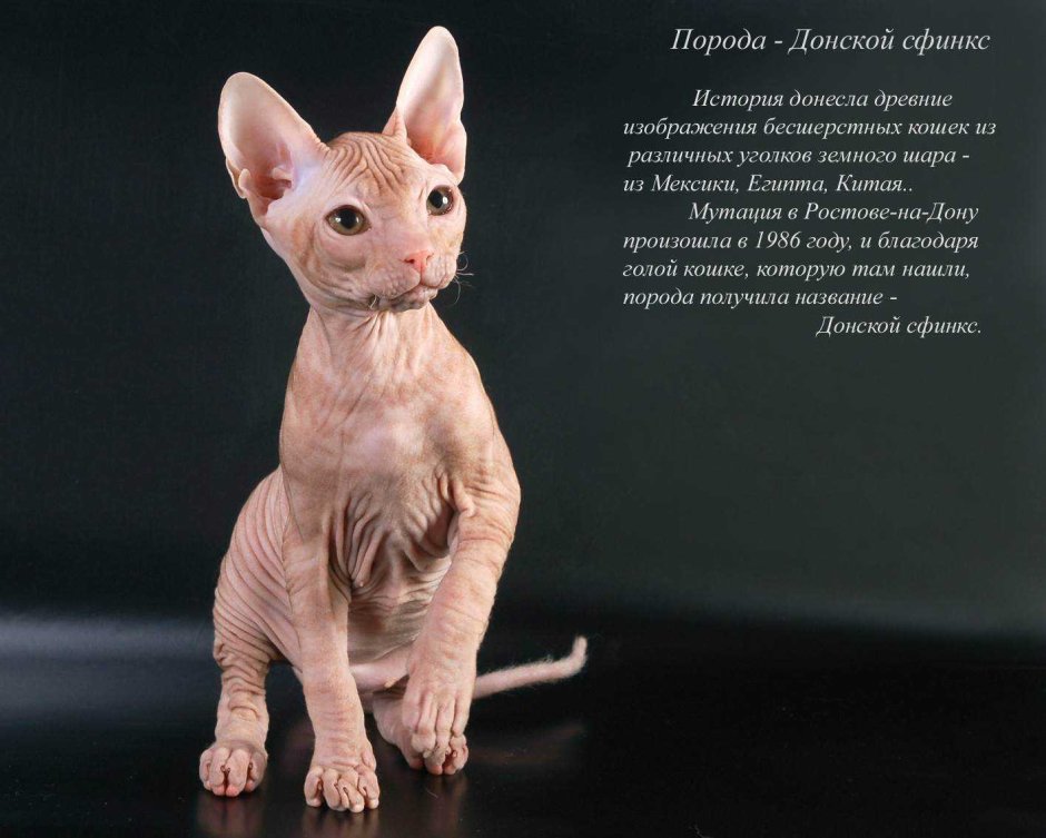 Сфинкс колор Пойнт