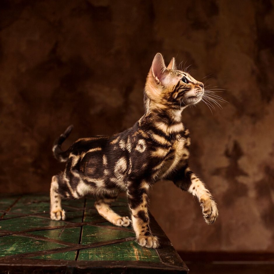 Корниш рекс кошка