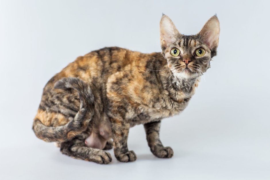 Коты сфинкс арты