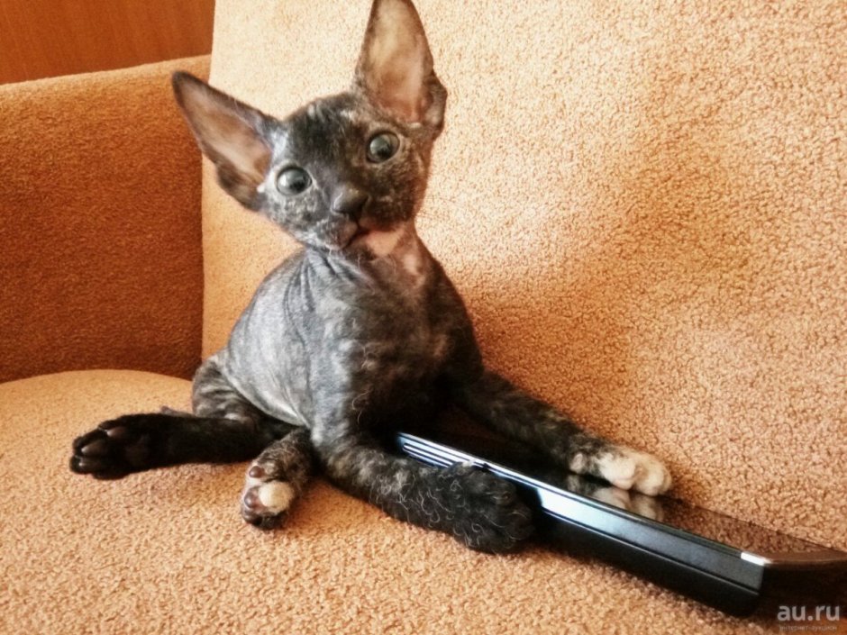 Кошка Арлекин