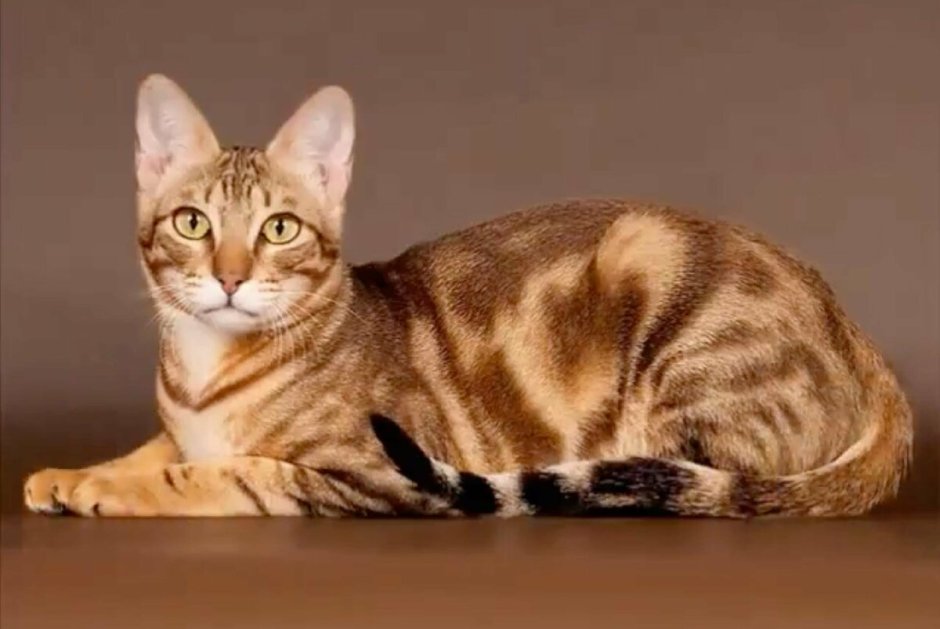 Солидный окрас у кошек