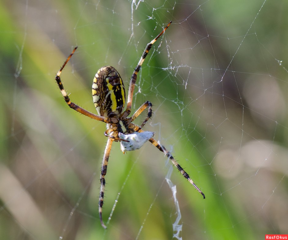 Аргиопа Брюнниха Argiope bruennichi (Scopoli, 1772) паук-Оса