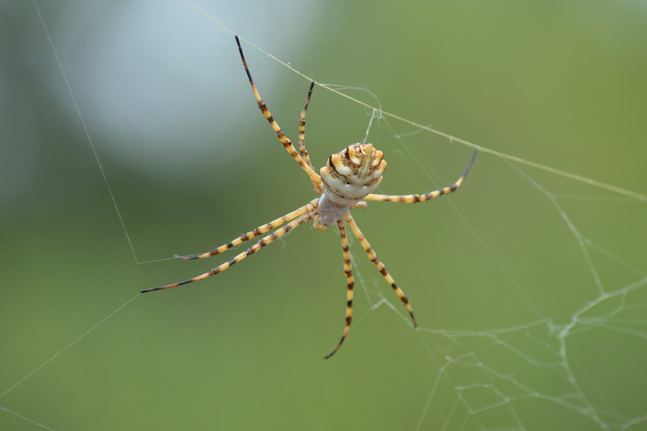 Аргиопа дольчатая Argiope