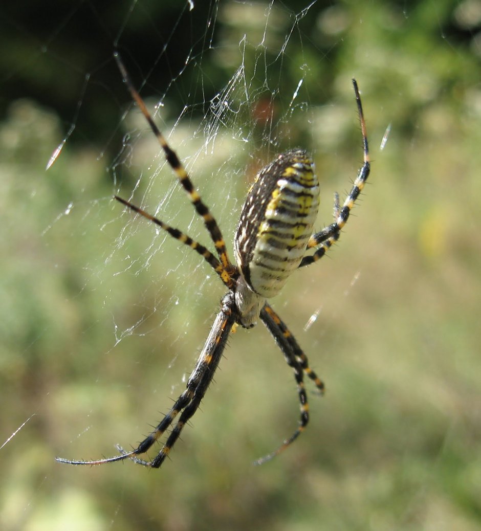 Argiope trifasciata