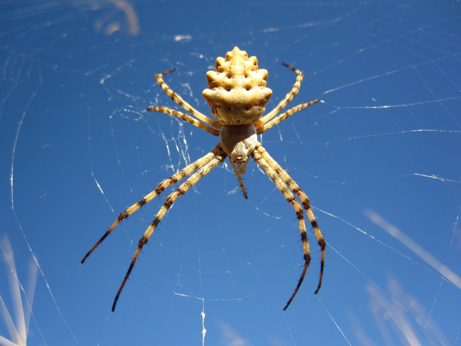 Паука-кругопряда Argiope lobata