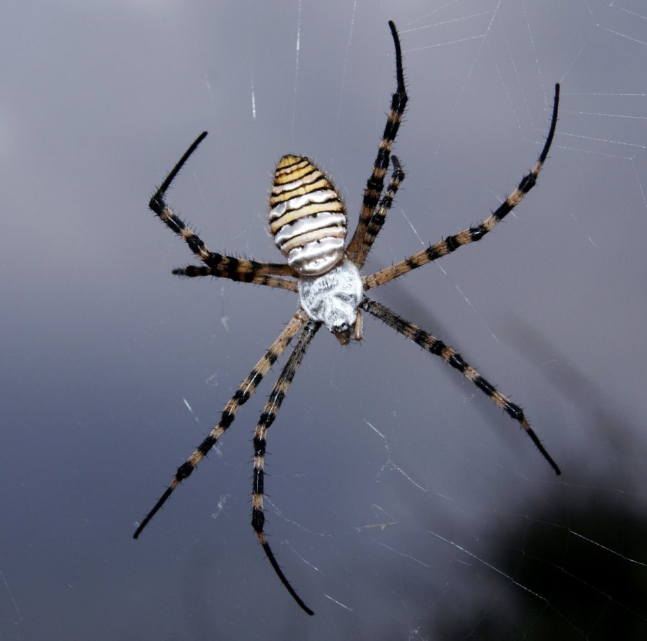 Argiope trifasciata паук